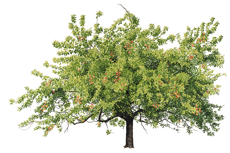 MELO - MALUS DOMESTICA - ROSACEAE - 7132 - immagine 1