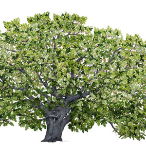 FICO - FICUS CARICA - MORACEAE - 7142