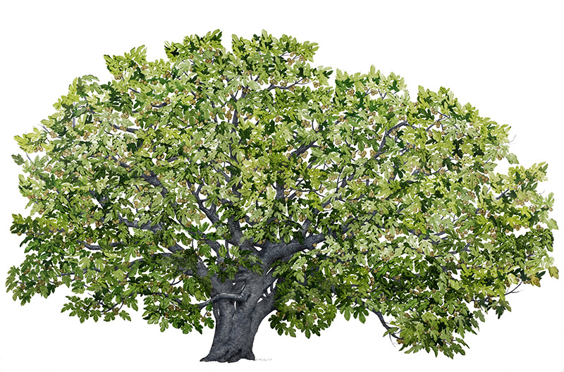 FICO - FICUS CARICA - MORACEAE - 7142 - immagine 1