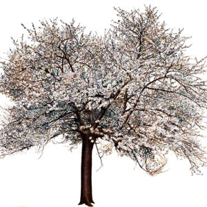 CILIEGIO FIORITO - PRUNUS AVIUM - ROSACEAE - 7145