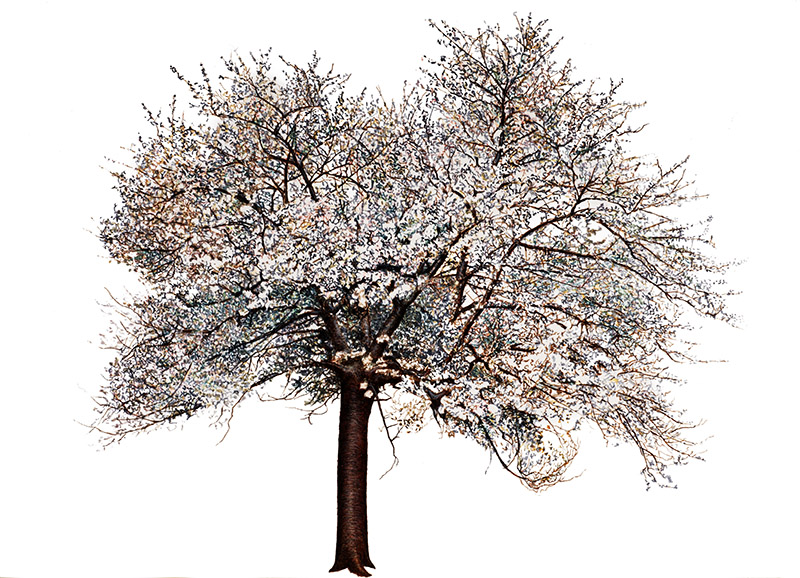 CILIEGIO FIORITO - PRUNUS AVIUM - ROSACEAE - 7145 - immagine 1