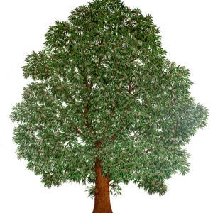 CASTANEA SATIVA, CASTAGNO EUROPEO, FAGACEAE - 7150