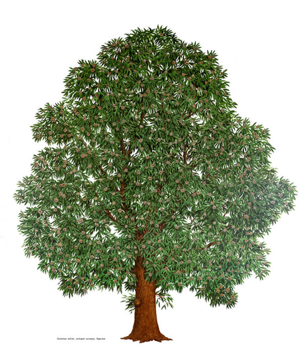 CASTANEA SATIVA, CASTAGNO EUROPEO, FAGACEAE - 7150