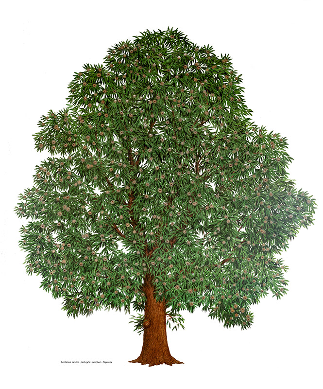 CASTANEA SATIVA, CASTAGNO EUROPEO, FAGACEAE - 7150 - immagine 1