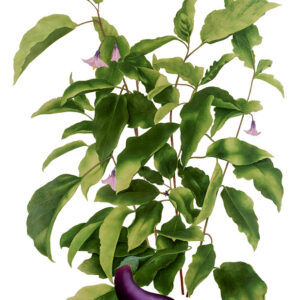 PIANTA DI MELANZANE - 0350