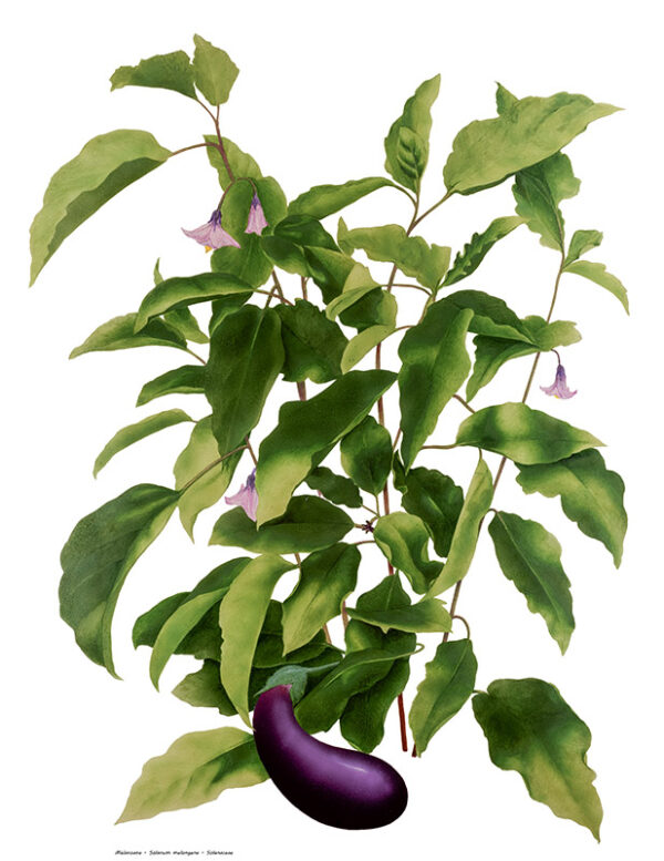 PIANTA DI MELANZANE - 0350