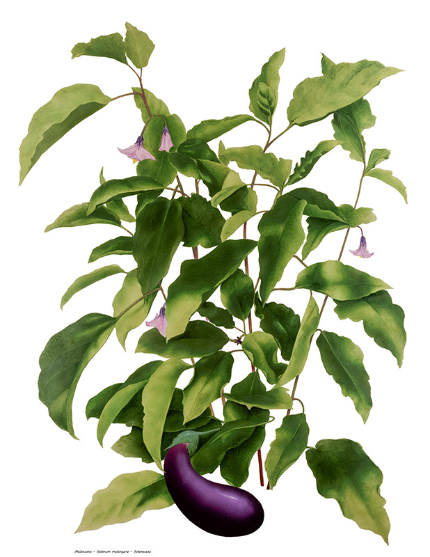 PIANTA DI MELANZANE - 0350 - immagine 1