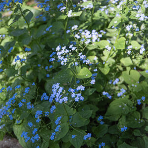 OMPHALODES VERNA, BORRANA PRIMAVERILE, BORRAGINACEAE - 7217