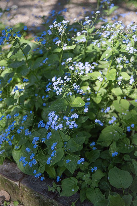 OMPHALODES VERNA, BORRANA PRIMAVERILE, BORRAGINACEAE - 7217