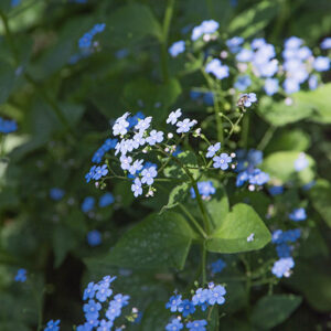 OMPHALODES VERNA, BORRANA PRIMAVERILE, BORRAGINACEAE - 7216