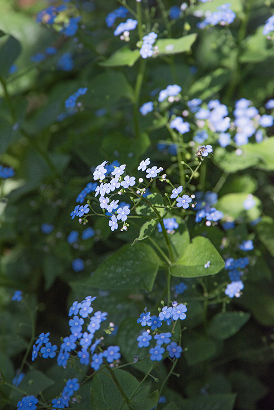 OMPHALODES VERNA, BORRANA PRIMAVERILE, BORRAGINACEAE - 7216