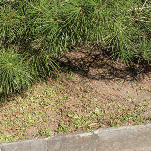 SCIADOPITYS VERTICILLATA - SCIADOPITYACEAE - PINACEAE - 6415