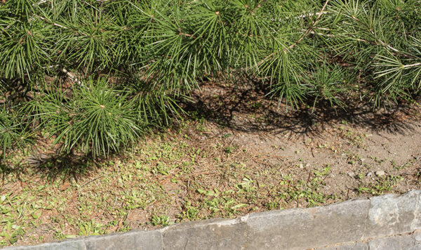 SCIADOPITYS VERTICILLATA - SCIADOPITYACEAE - PINACEAE - 6415