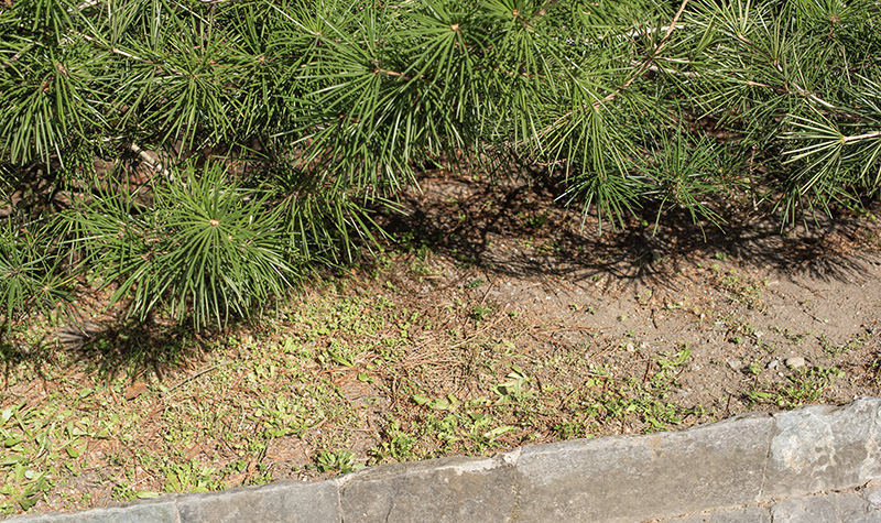 SCIADOPITYS VERTICILLATA - SCIADOPITYACEAE - PINACEAE - 6415 - immagine 1