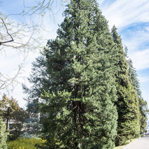 SCIADOPITYS VERTICILLATA - SCIADOPITYACEAE - PINACEAE - 6416