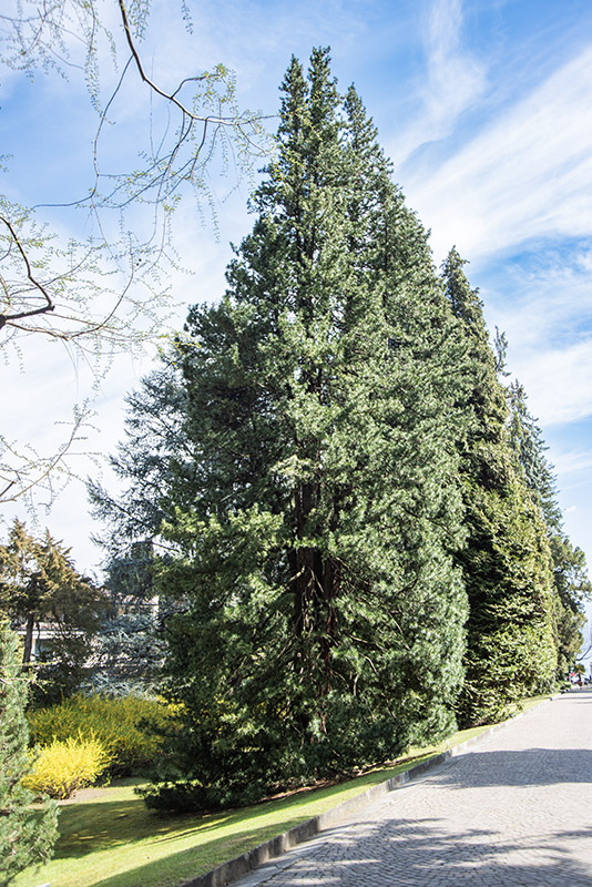 SCIADOPITYS VERTICILLATA - SCIADOPITYACEAE - PINACEAE - 6416