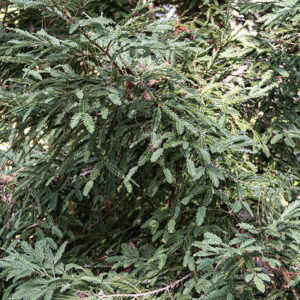 SEQUOIA, SEMPERVIRENS, TAXODIACEAE, CALIFORNIA, USA – 6422