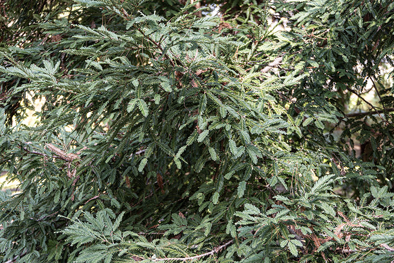 SEQUOIA, SEMPERVIRENS, TAXODIACEAE, CALIFORNIA, USA – 6422 - immagine 1