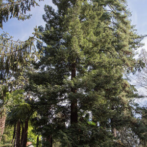 SEQUOIA, SEMPERVIRENS, TAXODIACEAE, CALIFORNIA, USA – 6423