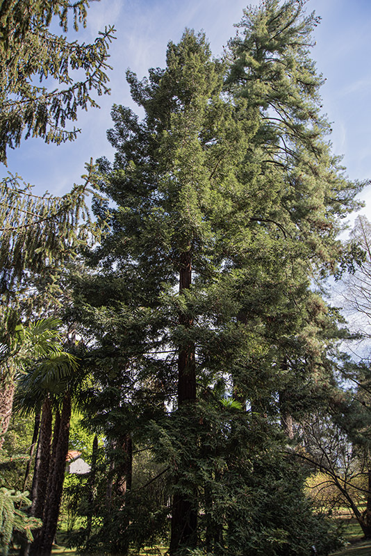 SEQUOIA, SEMPERVIRENS, TAXODIACEAE, CALIFORNIA, USA – 6423