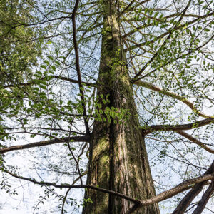 METASEQUOIA GLYPTOSTROBOIDES - ABETE D'ACQUA - TAXODIACEAE - 6419