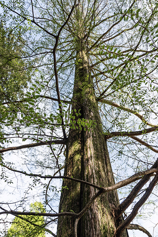 METASEQUOIA GLYPTOSTROBOIDES - ABETE D'ACQUA - TAXODIACEAE - 6419