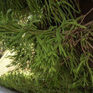 CRYPTOMERIA JAPONICA GLOBOSA - TAXODIACEAE - 6425