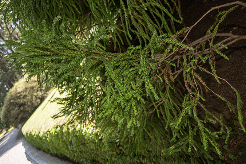 CRYPTOMERIA JAPONICA GLOBOSA - TAXODIACEAE - 6425 - immagine 1