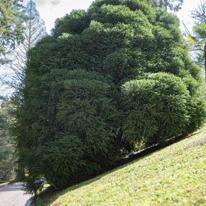 CRYPTOMERIA JAPONICA GLOBOSA - TAXODIACEAE - 6426