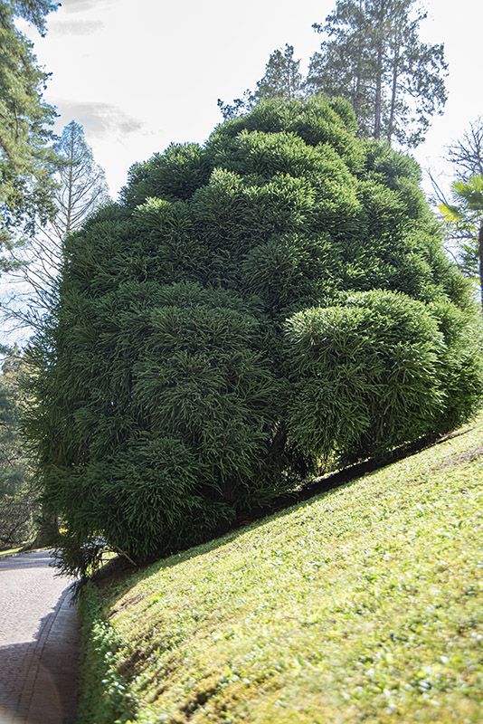 CRYPTOMERIA JAPONICA GLOBOSA - TAXODIACEAE - 6426