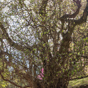 CORYLUS AVELLANA CONTORTA - NOCCIOLO CONTORTO - BETULACEAE - 6429