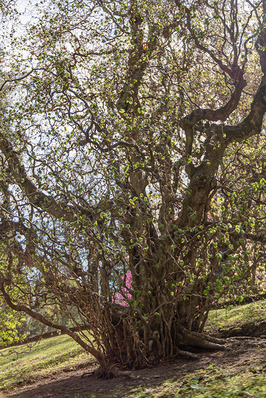 CORYLUS AVELLANA CONTORTA - NOCCIOLO CONTORTO - BETULACEAE - 6429