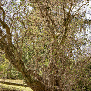 CORYLUS AVELLANA CONTORTA - NOCCIOLO CONTORTO - BETULACEAE - 6431