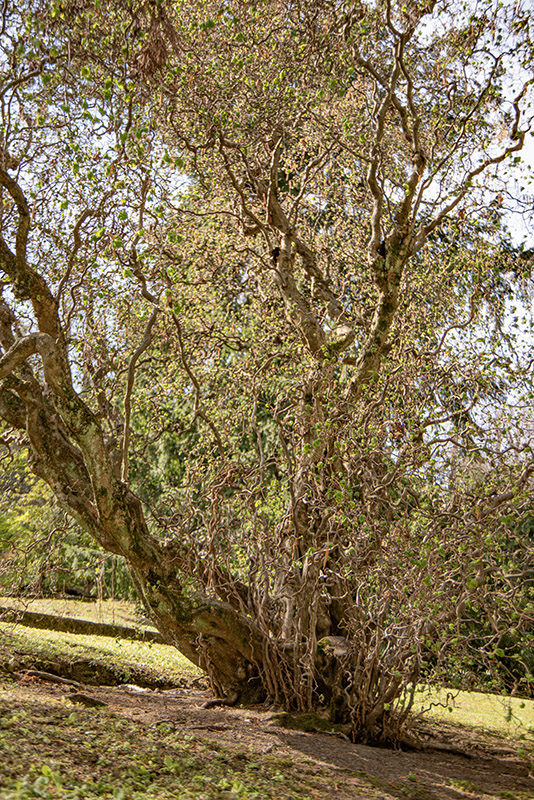 CORYLUS AVELLANA CONTORTA - NOCCIOLO CONTORTO - BETULACEAE - 6431