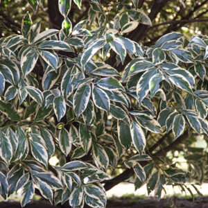 CLEYERA FORTUNEI - THEACEAE - GIAPPONE - 6432