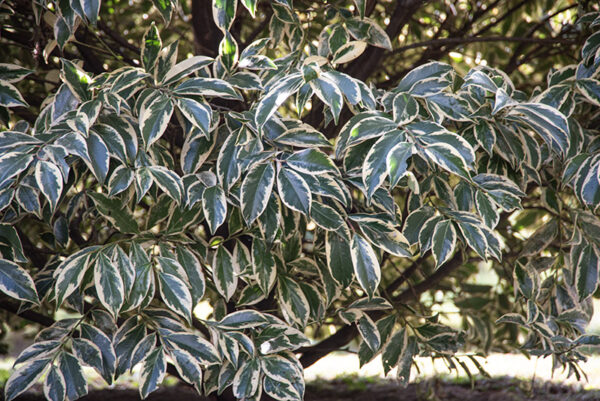 CLEYERA FORTUNEI - THEACEAE - GIAPPONE - 6432