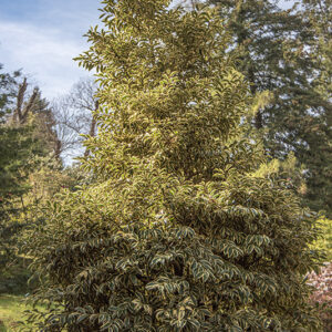 CLEYERA FORTUNEI - THEACEAE - GIAPPONE - 6433
