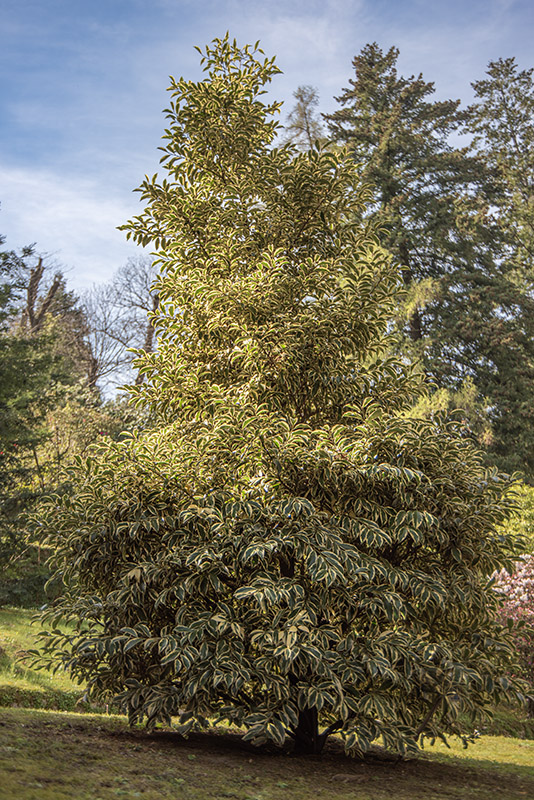 CLEYERA FORTUNEI - THEACEAE - GIAPPONE - 6433