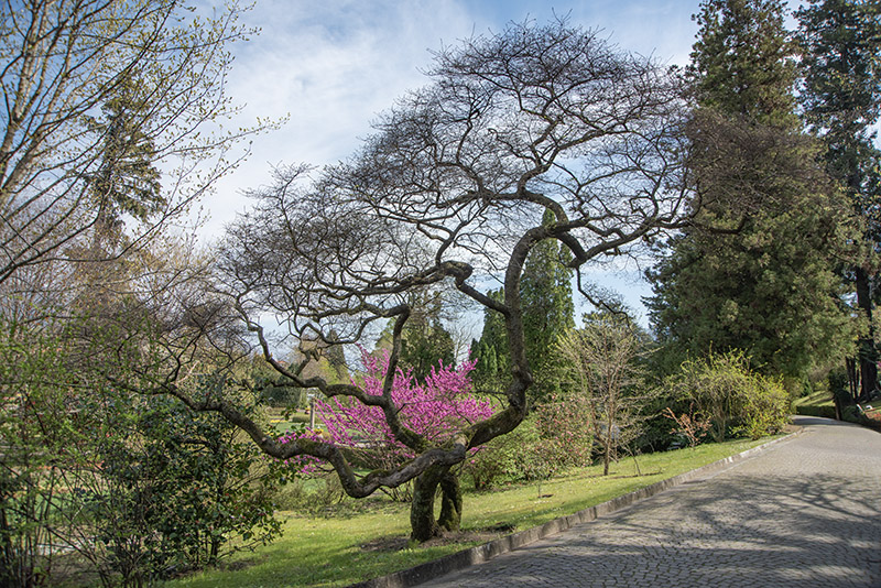 ULMUS PARVIFOLIA - ULMACEAE - CINA - GIAPPONE - COREA - 6437 - immagine 1