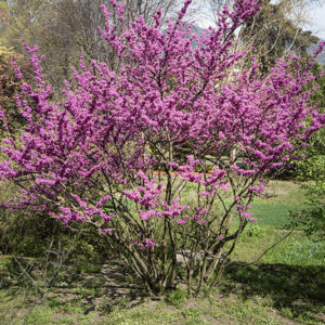 CERCIS GRIFFITHII - LEGUMINOSAE - AFGANISTAN - 6439