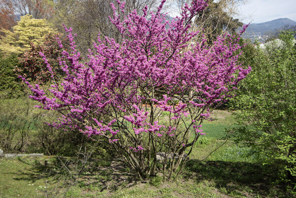 CERCIS GRIFFITHII - LEGUMINOSAE - AFGANISTAN - 6439