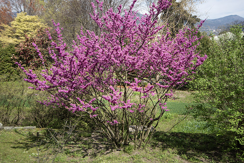 CERCIS GRIFFITHII - LEGUMINOSAE - AFGANISTAN - 6439 - immagine 1
