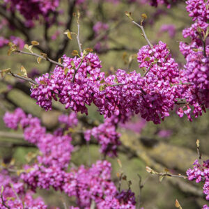 CERCIS GRIFFITHII - LEGUMINOSAE - AFGANISTAN - 6440