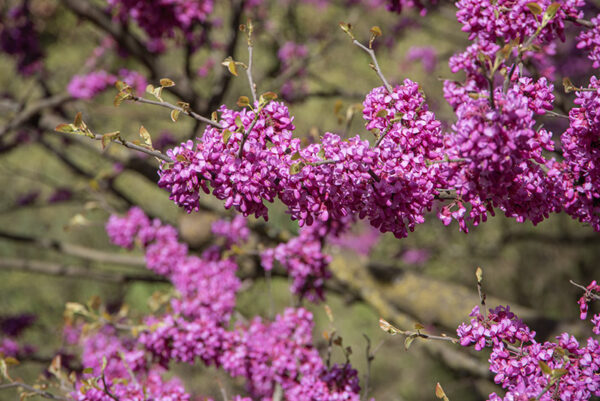 CERCIS GRIFFITHII - LEGUMINOSAE - AFGANISTAN - 6440