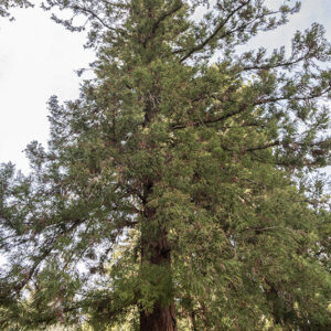 CRYPTOMERIA JAPONICA - TAXODIACEAE - ASIA - GIAPPONE - 6442