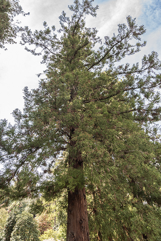 CRYPTOMERIA JAPONICA - TAXODIACEAE - ASIA - GIAPPONE - 6442