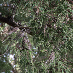CRYPTOMERIA JAPONICA - TAXODIACEAE - ASIA - GIAPPONE - 6443