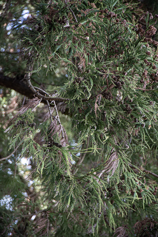 CRYPTOMERIA JAPONICA - TAXODIACEAE - ASIA - GIAPPONE - 6443