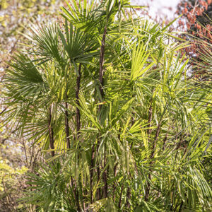 RHAPIS EXCELSA - ARECACEAE - CINA MERIDIONALE - VIETNAM - 6445