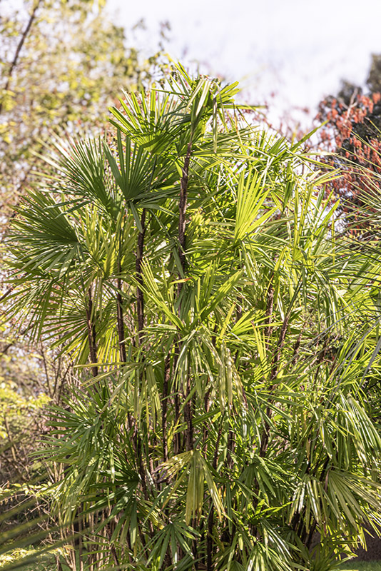RHAPIS EXCELSA - ARECACEAE - CINA MERIDIONALE - VIETNAM - 6445